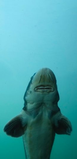 [2436x1125]海洋生物 鲸鲨 海鱼 庞大 苹果手机壁纸图片