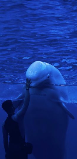 [2436x1125]海洋馆 海洋生物 白海豚 哺乳 苹果手机壁纸图片
