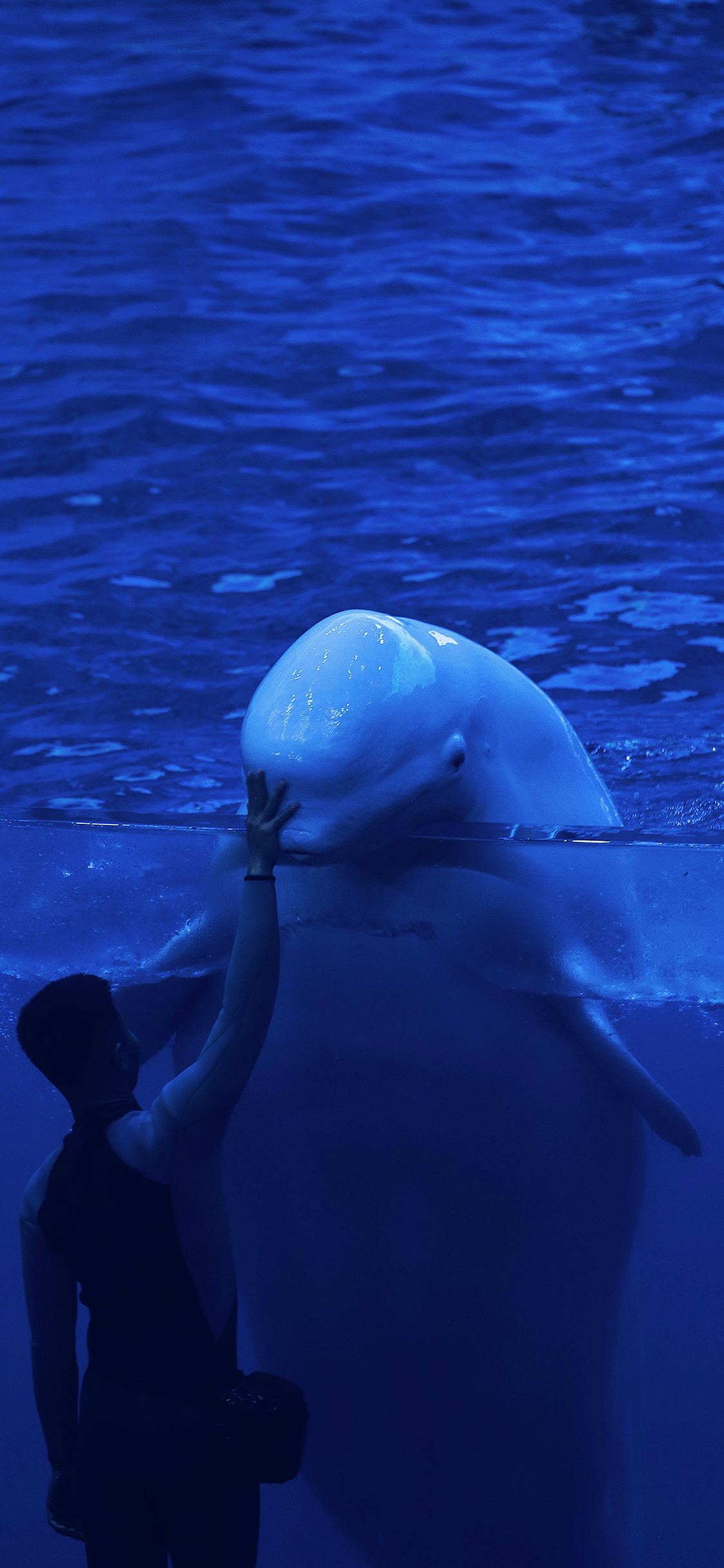 [2436×1125]海洋馆 海洋生物 白海豚 哺乳 苹果手机壁纸图片