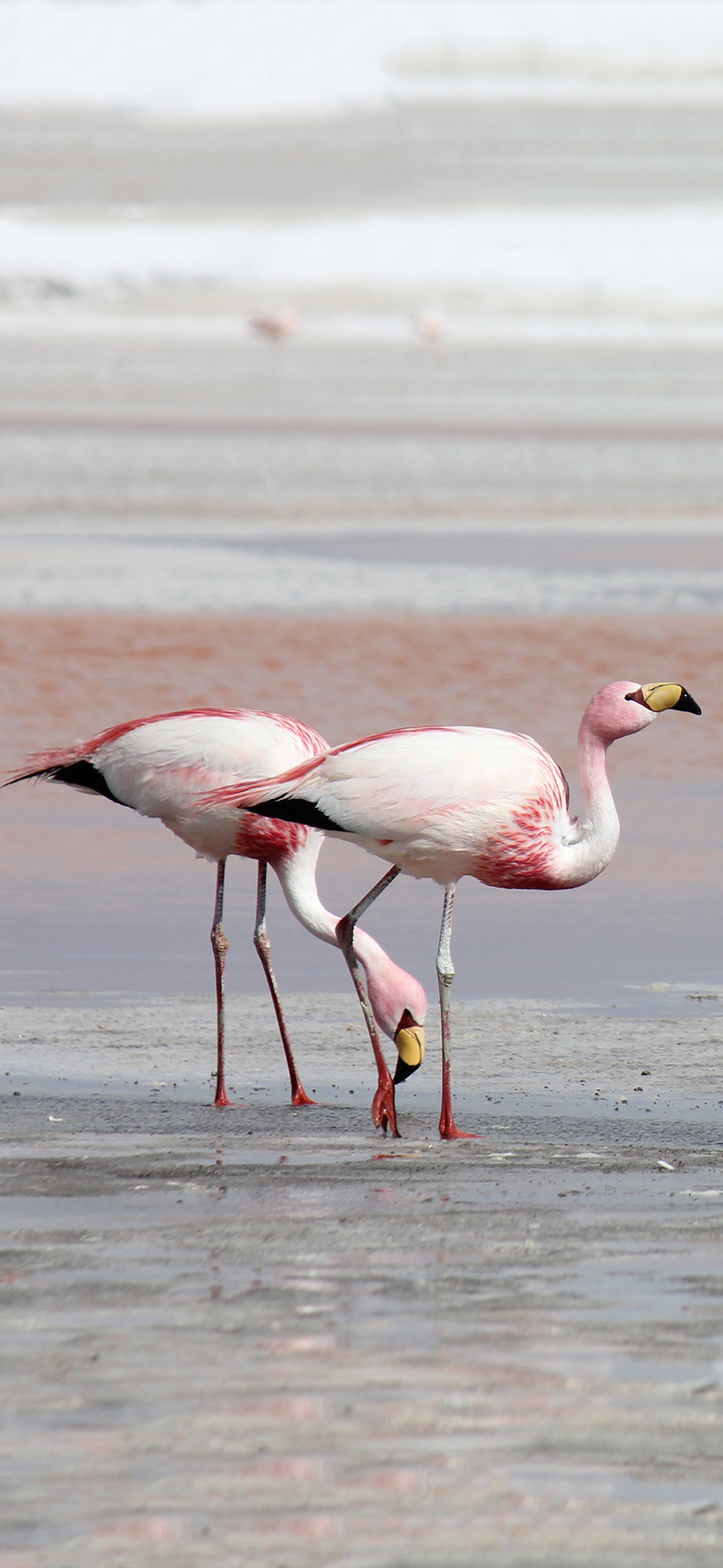 [2436×1125]海滩 保护动物 火烈鸟 粉色 长腿 苹果手机壁纸图片