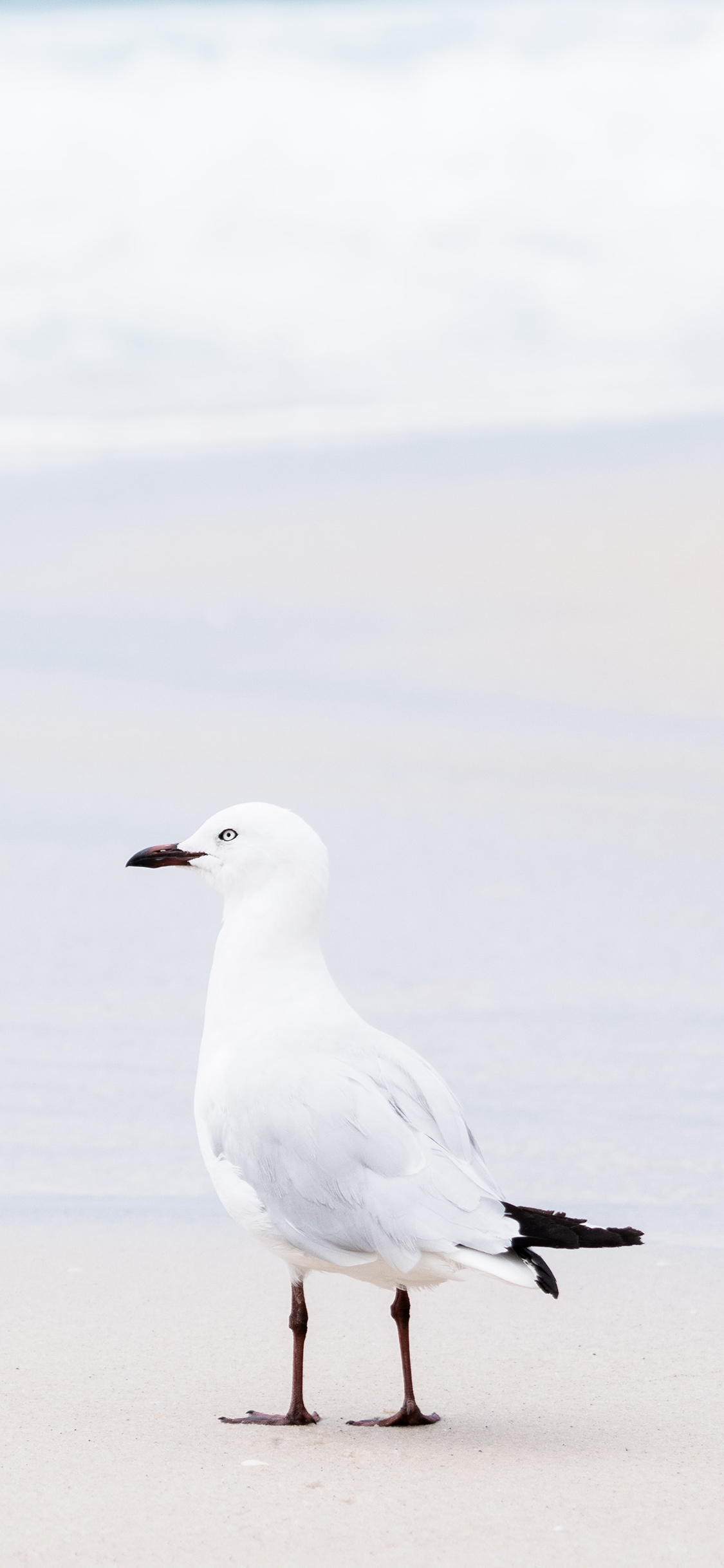 [2436×1125]海滩 候鸟 海鸥 白色 苹果手机壁纸图片