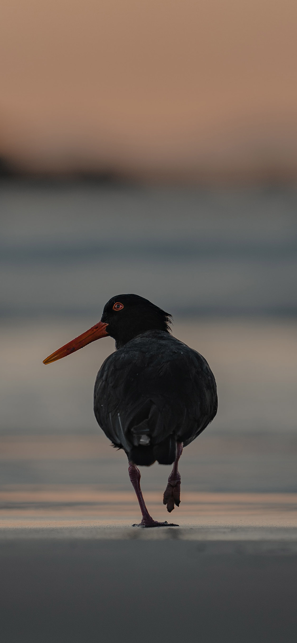[2436×1125]海滩 候鸟 黑色 觅食 苹果手机壁纸图片