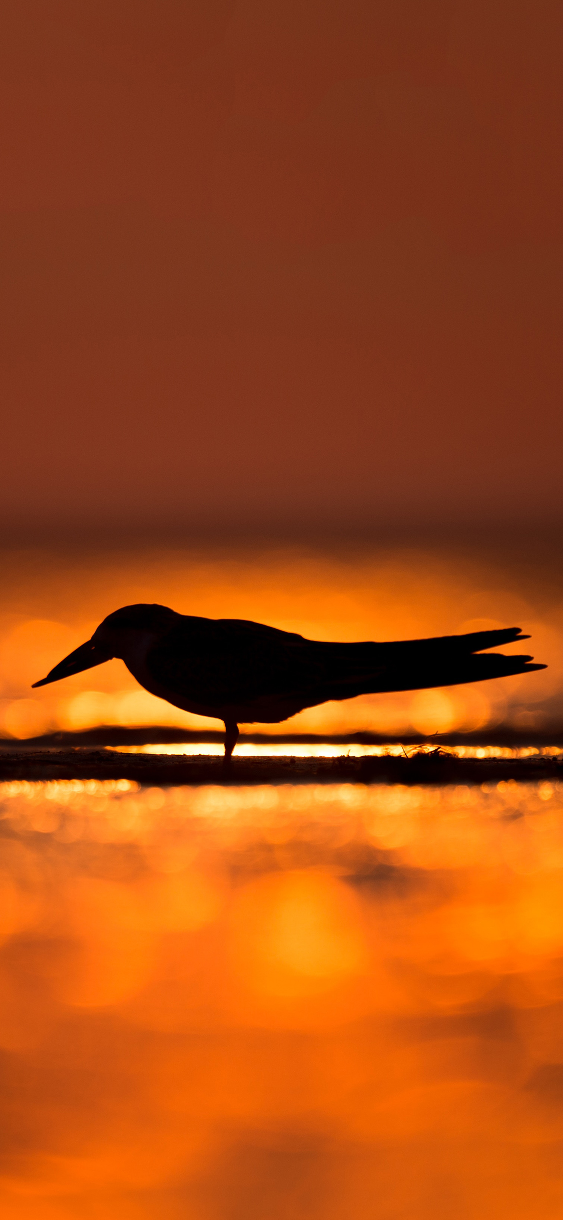 [2436×1125]海滩 夕阳 飞鸟 逆光 苹果手机壁纸图片