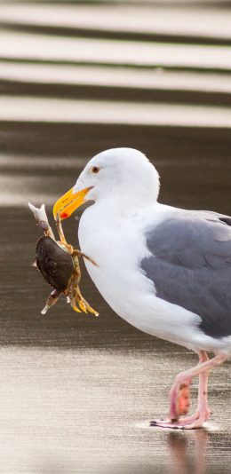 [2436x1125]海滩 太平洋鸥 捕食 螃蟹 苹果手机壁纸图片