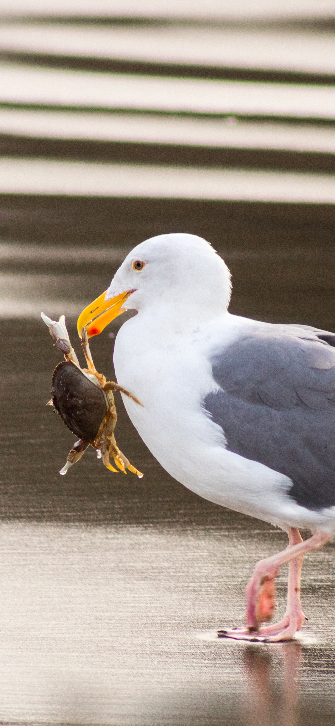 [2436×1125]海滩 太平洋鸥 捕食 螃蟹 苹果手机壁纸图片