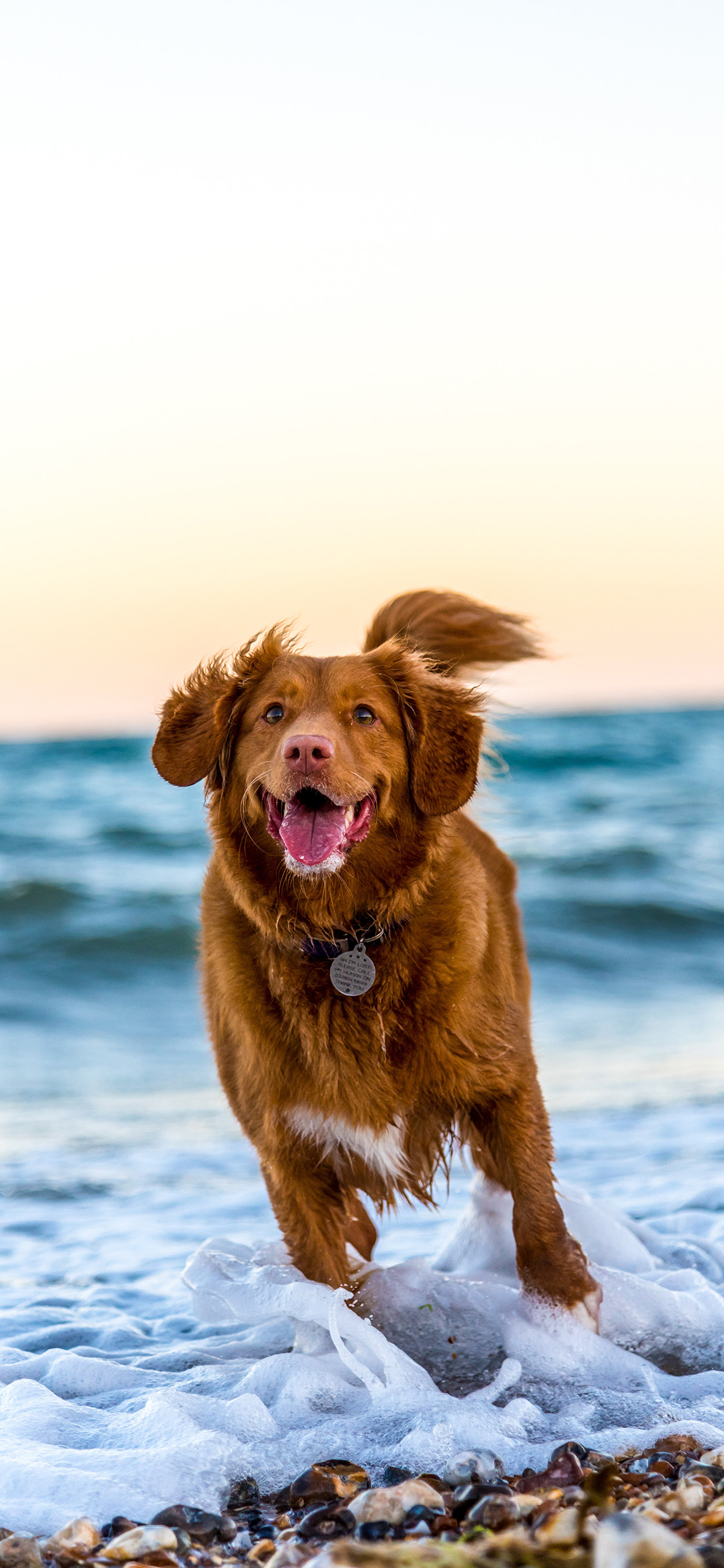 [2436×1125]海滩 奔跑 新斯科舍诱鸭 寻回犬 苹果手机壁纸图片
