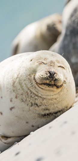 [2436x1125]海滩 海豹 两栖 可爱 苹果手机壁纸图片