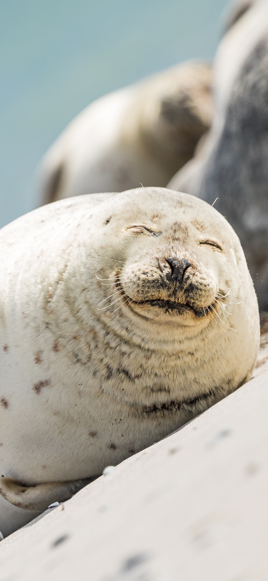 [2436×1125]海滩 海豹 两栖 可爱 苹果手机壁纸图片