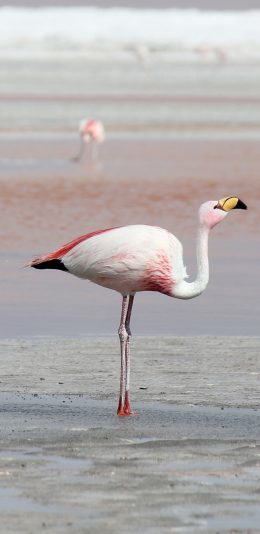 [2436x1125]海滩 火烈鸟 保护动物 粉色 苹果手机壁纸图片
