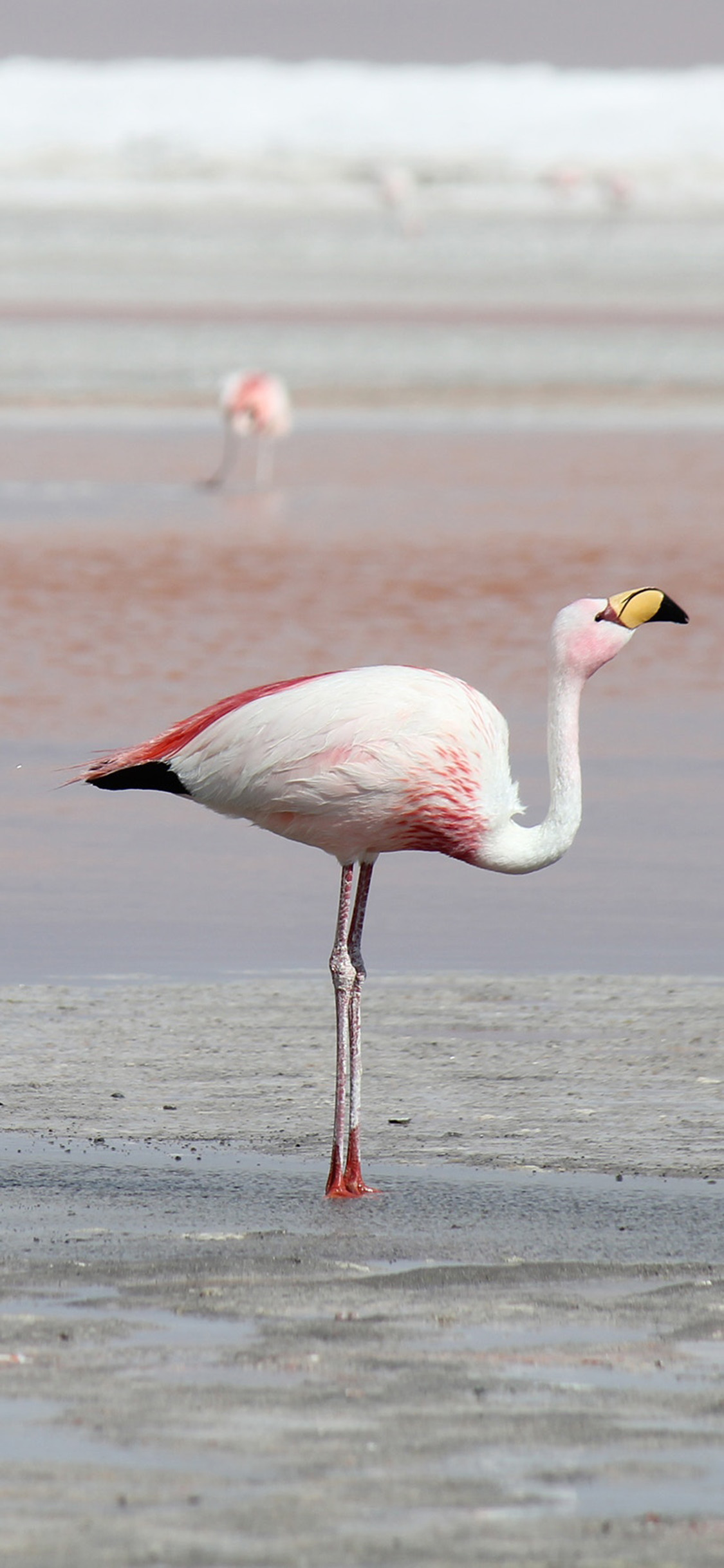 [2436×1125]海滩 火烈鸟 保护动物 粉色 苹果手机壁纸图片
