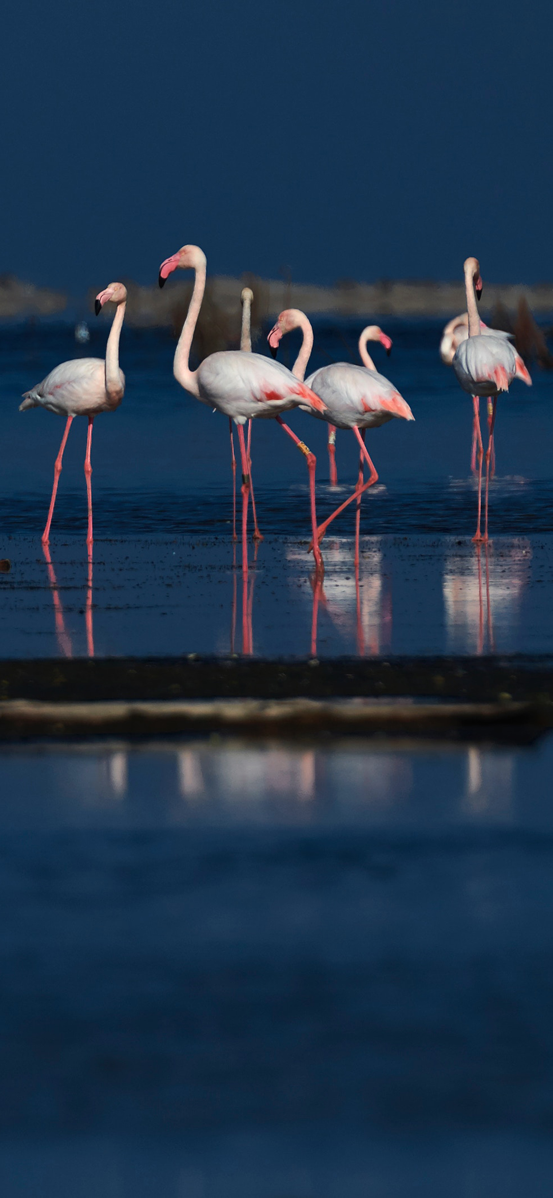 [2436×1125]海滩 火烈鸟 群居 候鸟 苹果手机壁纸图片