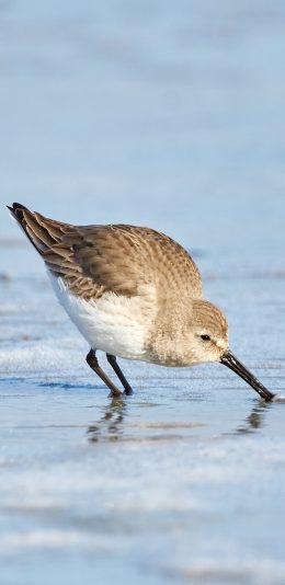 [2436x1125]海滩 飞鸟 海鸟 觅食 苹果手机壁纸图片
