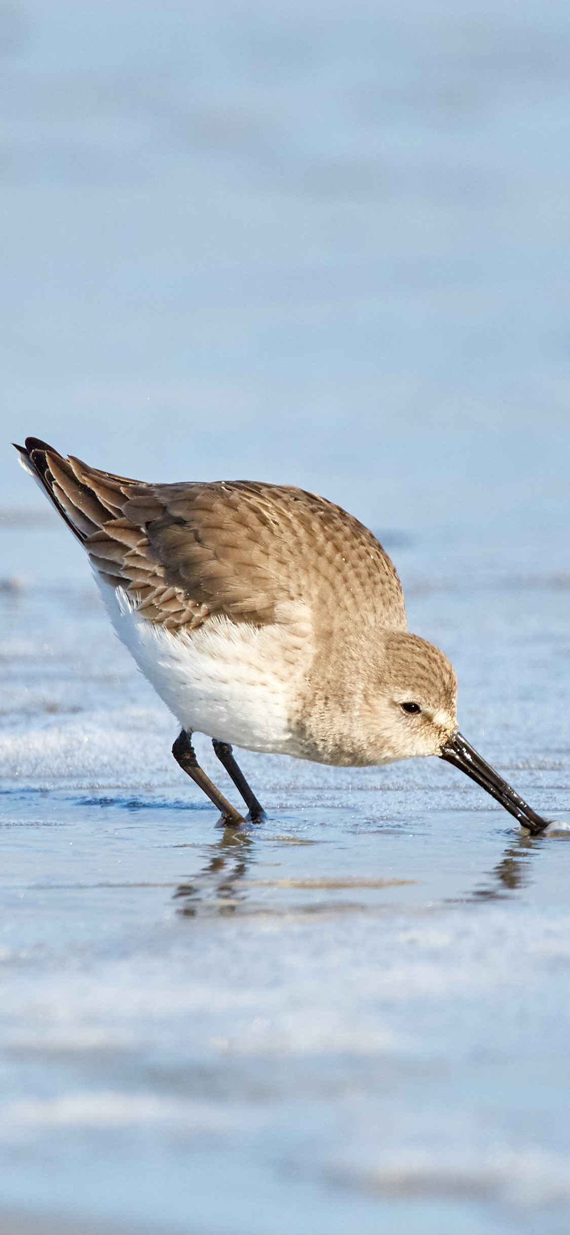 [2436×1125]海滩 飞鸟 海鸟 觅食 苹果手机壁纸图片