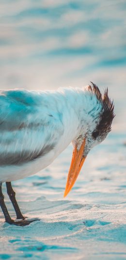[2436x1125]海滩 飞鸟 燕鸥 白色 苹果手机壁纸图片