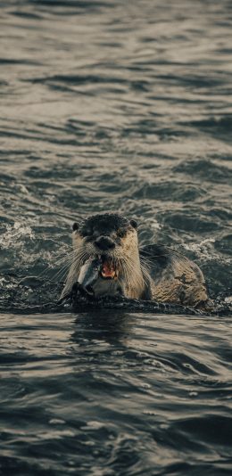 [2436x1125]海狮 海水 捕食 海洋 苹果手机壁纸图片