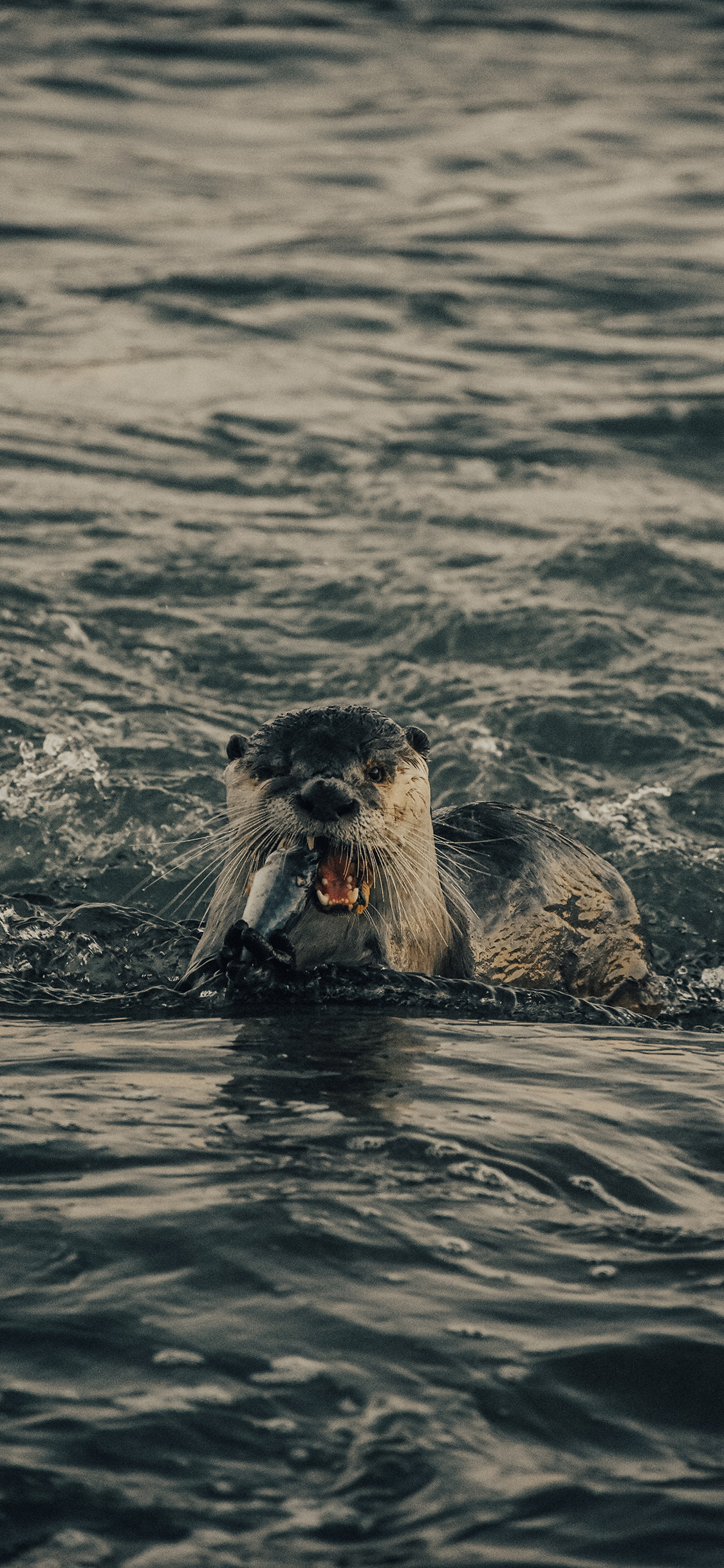 [2436×1125]海狮 海水 捕食 海洋 苹果手机壁纸图片