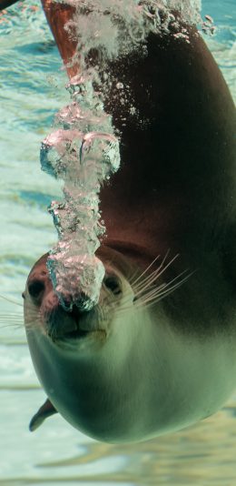 [2436x1125]海狮 海洋生物 吐气 萌 苹果手机壁纸图片
