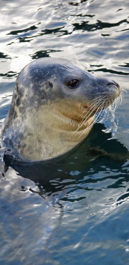[2436x1125]海狮 海洋生物 海水 萌 苹果手机壁纸图片