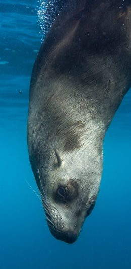 [2436x1125]海狮 海洋生物 蓝色 大海 苹果手机壁纸图片