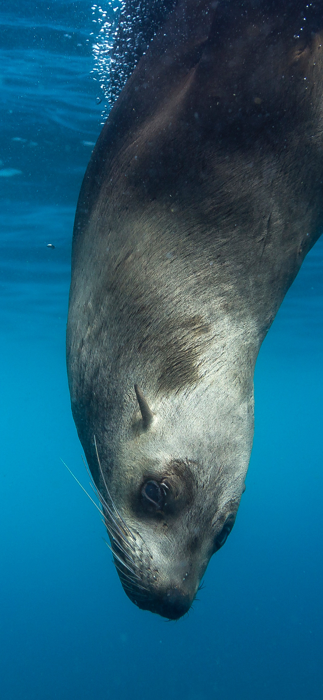 [2436×1125]海狮 海洋生物 蓝色 大海 苹果手机壁纸图片