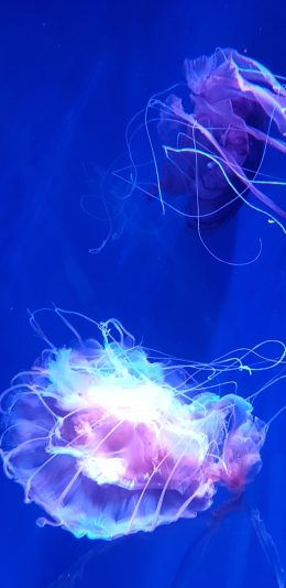 [2436x1125]海蜇 水母 海洋生物 浮游 苹果手机壁纸图片