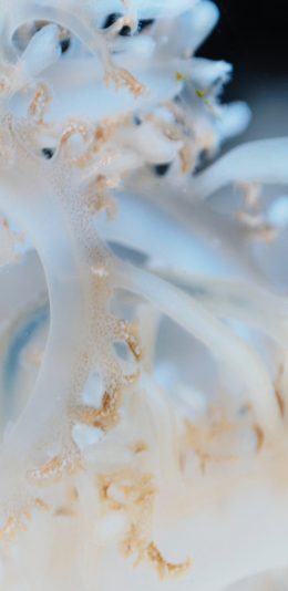[2436x1125]海蜇 腔肠动物 无脊椎 海底 苹果手机壁纸图片