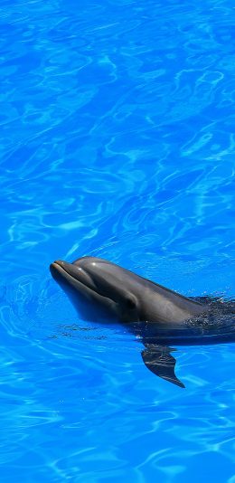 [2436x1125]海豚 水池 蓝色 海洋生物 苹果手机壁纸图片