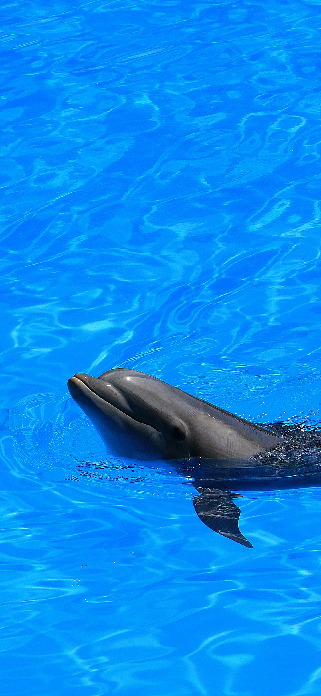 [2436×1125]海豚 水池 蓝色 海洋生物 苹果手机壁纸图片