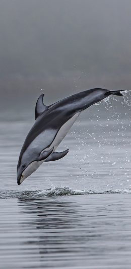 [2436x1125]海豚 海平面 海面 跳跃 苹果手机壁纸图片
