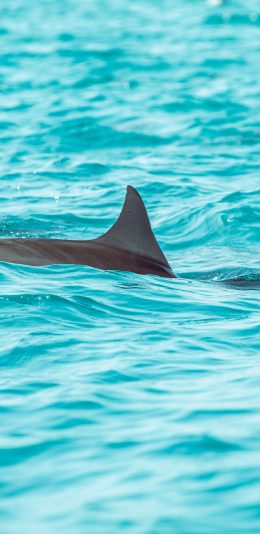 [2436x1125]海豚 海洋 大海 游翔 苹果手机壁纸图片