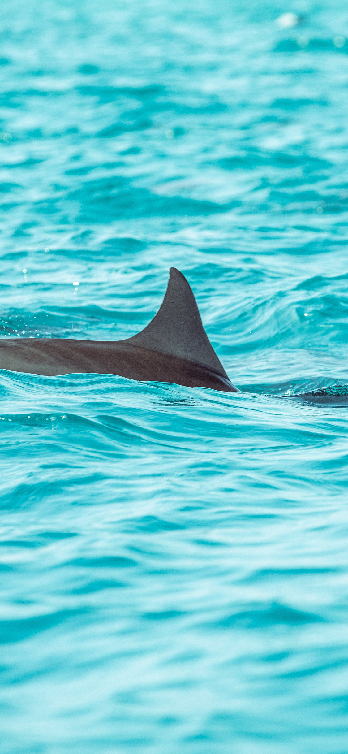 [2436×1125]海豚 海洋 大海 游翔 苹果手机壁纸图片