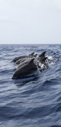 [2436x1125]海豚 海洋 大海 跳跃 海水 蓝色 苹果手机壁纸图片