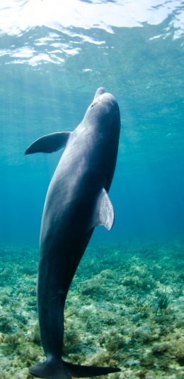 [2436x1125]海豚 海洋 海水 哺乳 苹果手机壁纸图片