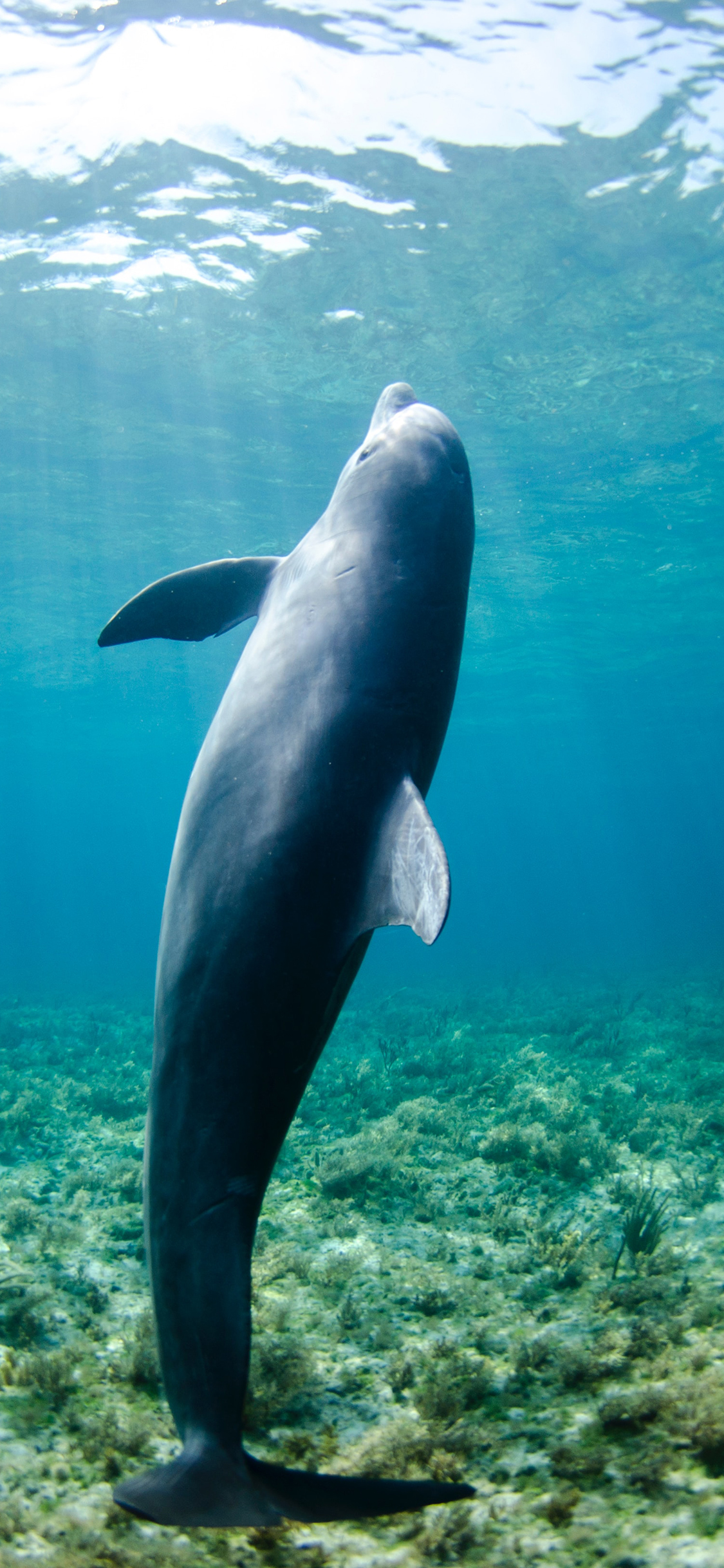 [2436×1125]海豚 海洋 海水 哺乳 苹果手机壁纸图片