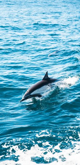 [2436x1125]海豚 海洋 海浪 跳跃 苹果手机壁纸图片