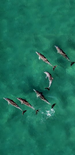 [2436x1125]海豚 海洋 清澈 群游 苹果手机壁纸图片
