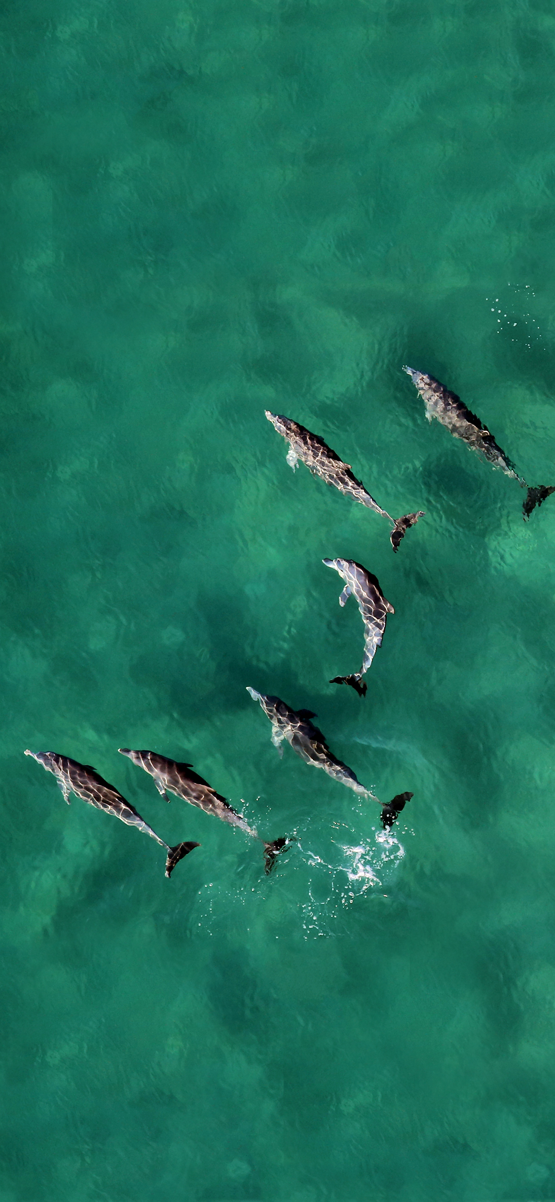 [2436×1125]海豚 海洋 清澈 群游 苹果手机壁纸图片