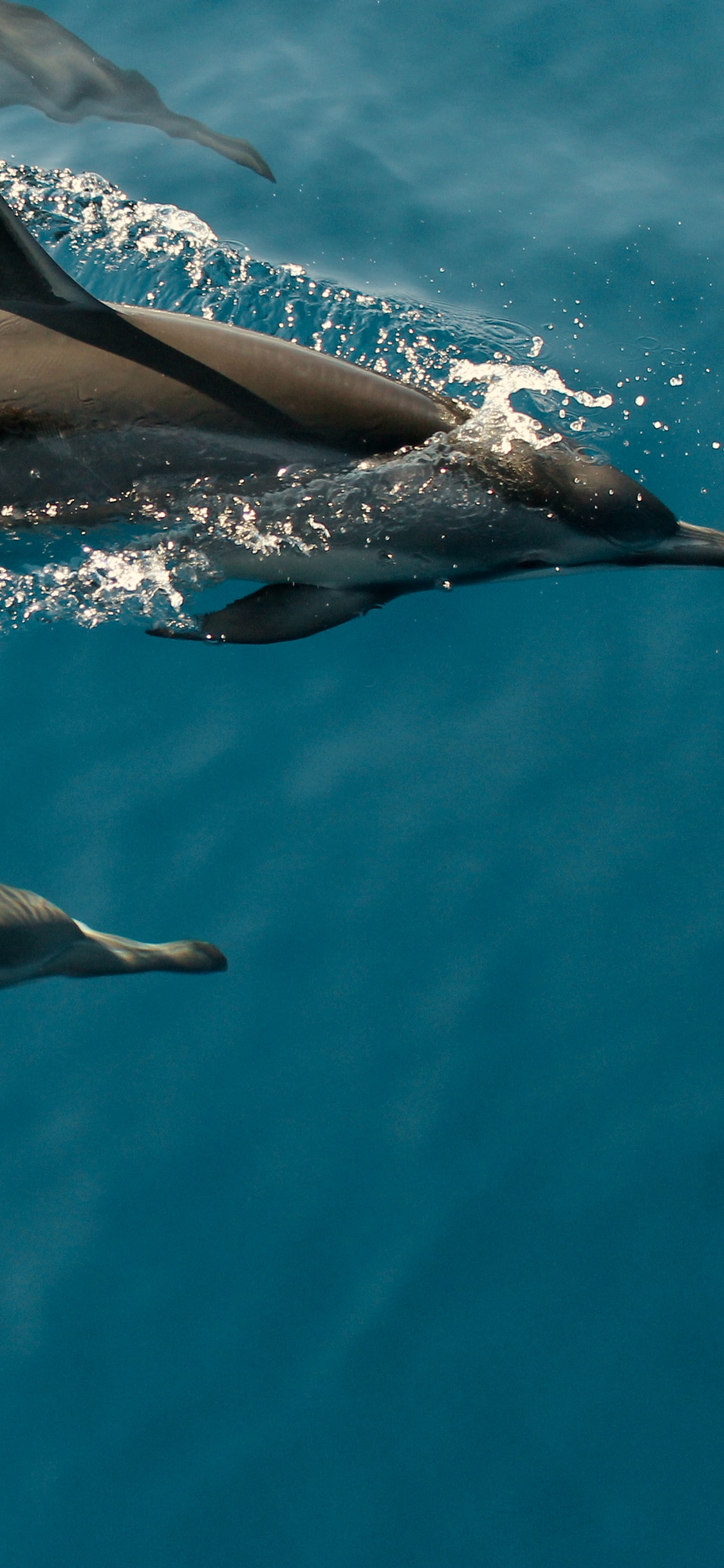 [2436×1125]海豚 海洋 游动 清澈 苹果手机壁纸图片