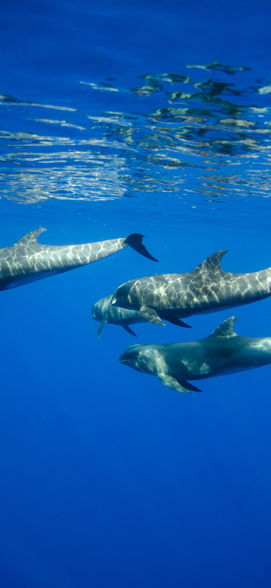 [2436×1125]海豚 海洋 游动 群居 苹果手机壁纸图片