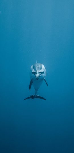 [2436x1125]海豚 海洋生物 哺乳动物 苹果手机壁纸图片