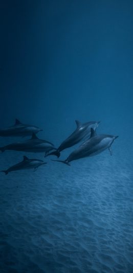 [2436x1125]海豚 海洋生物 大海 蓝色 海底 苹果手机壁纸图片