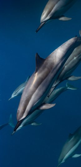 [2436x1125]海豚 海洋生物 大海 蓝色 海底 种群 苹果手机壁纸图片