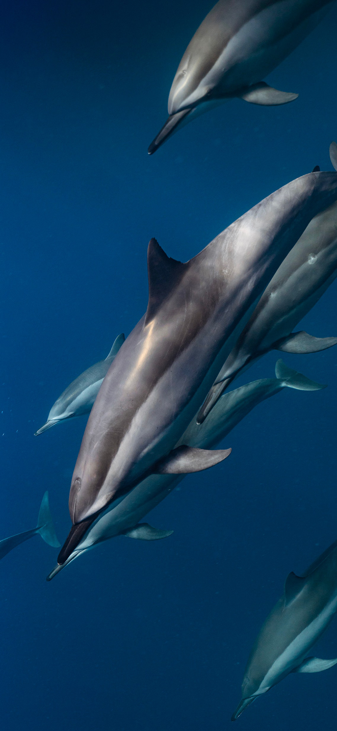 [2436×1125]海豚 海洋生物 大海 蓝色 海底 种群 苹果手机壁纸图片