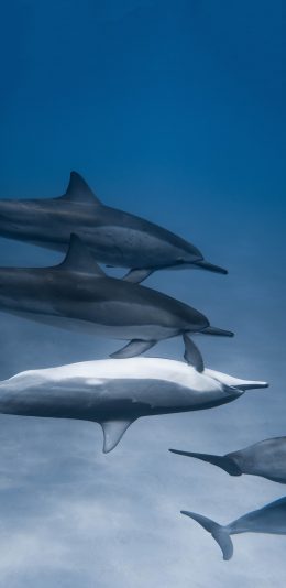 [2436x1125]海豚 海洋生物 海底 蓝色 苹果手机壁纸图片