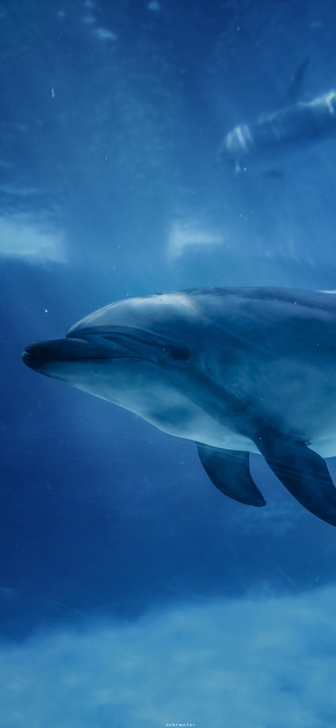 [2436×1125]海豚 海洋生物 海底 蓝色 （取自微博：overwater） 苹果手机壁纸图片