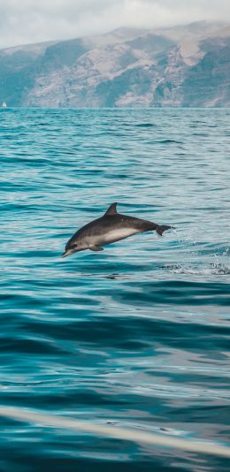 [2436x1125]海豚 海洋生物 海水 跳跃 海面 苹果手机壁纸图片