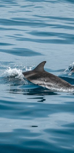 [2436x1125]海豚 海洋生物 游动 海水 蓝色 苹果手机壁纸图片