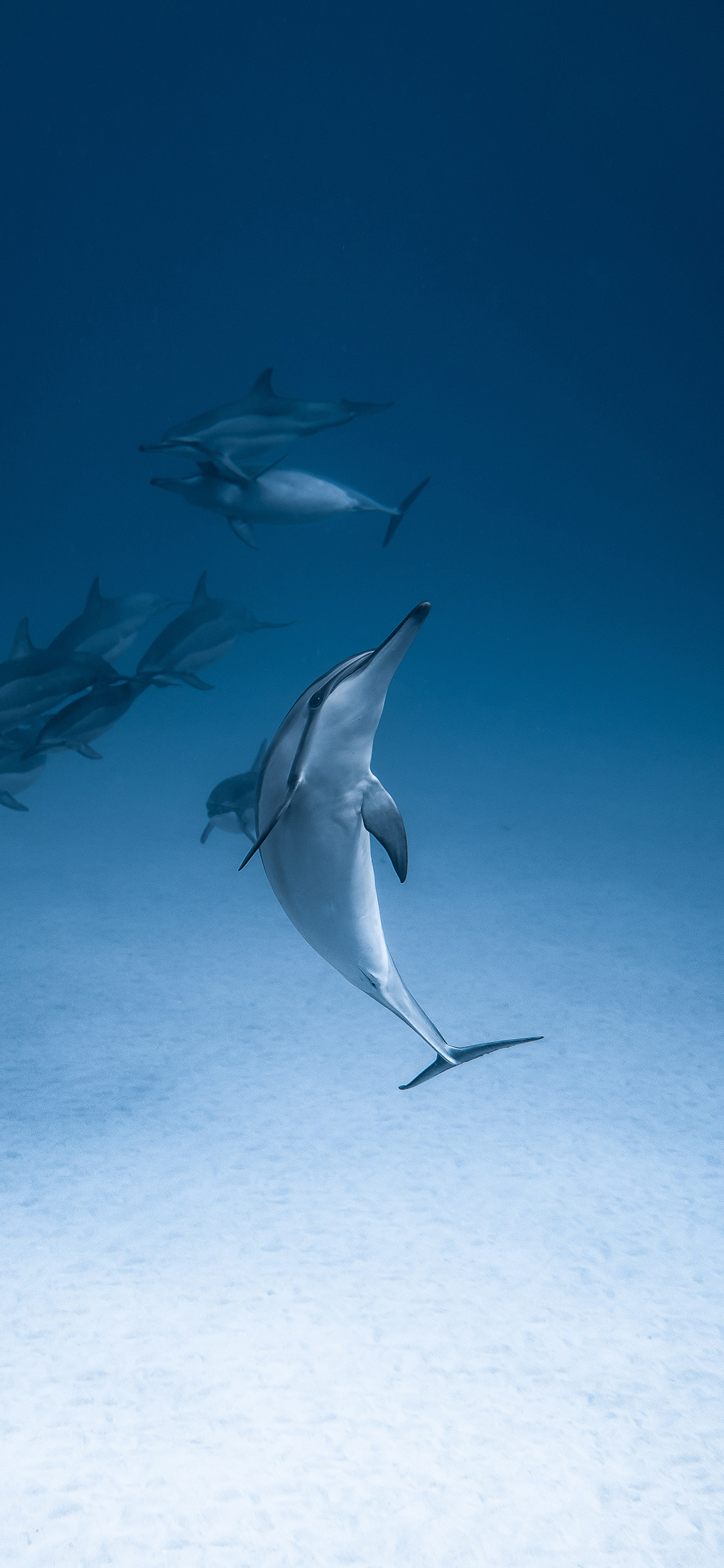 [2436×1125]海豚 海洋生物 蓝色 海底 苹果手机壁纸图片