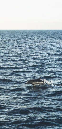 [2436x1125]海豚 海洋生物 跳跃 大海 海面 苹果手机壁纸图片