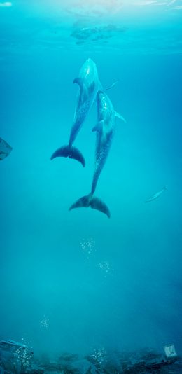 [2436x1125]海豚 深海 海洋 海报 苹果手机壁纸图片